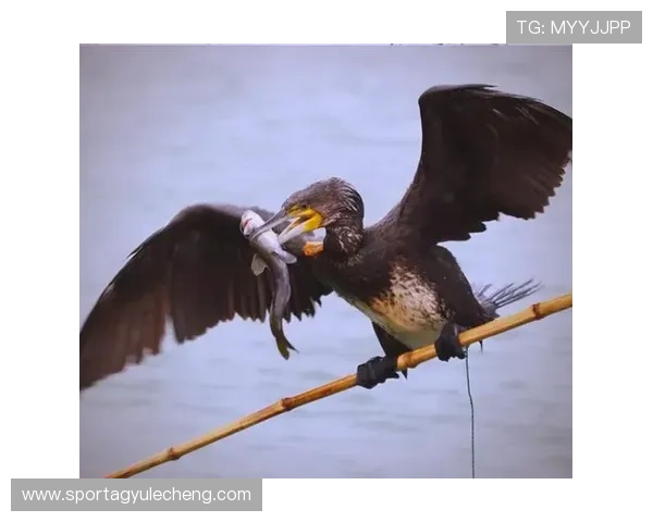 2024年最全AG捕鱼官网地址导航,助你轻松开启精彩捕鱼之旅